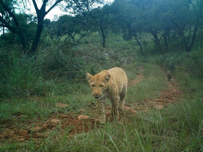 เสือดาวแดง