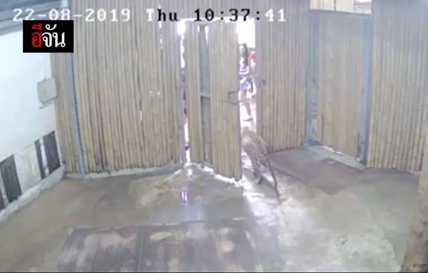 เสือดาว