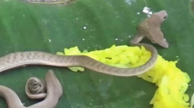  งูสองหัว