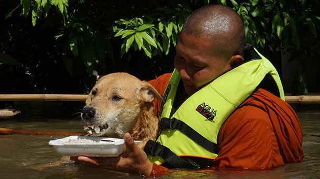 พระช่วยสุนัข