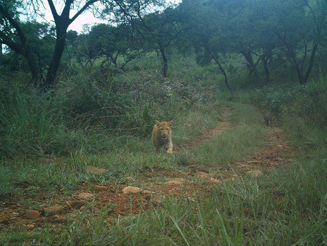 เสือดาวแดง