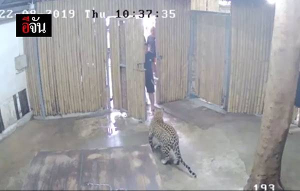 เสือดาว