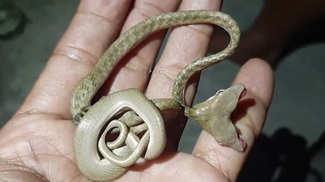  งูสองหัว