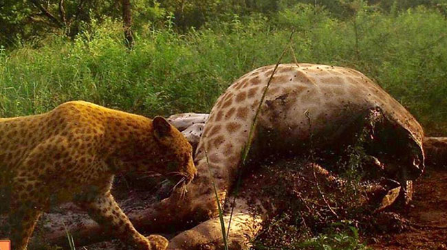 เสือดาวแดง