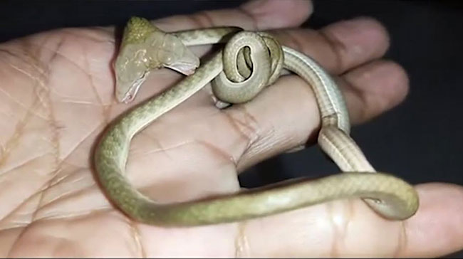  งูสองหัว