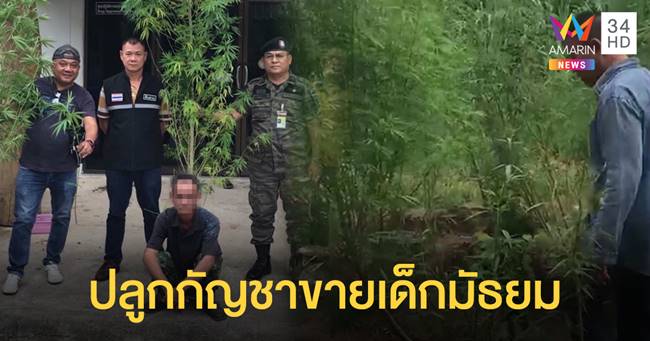 แอบปลูกกัญชา