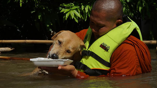 พระช่วยสุนัข