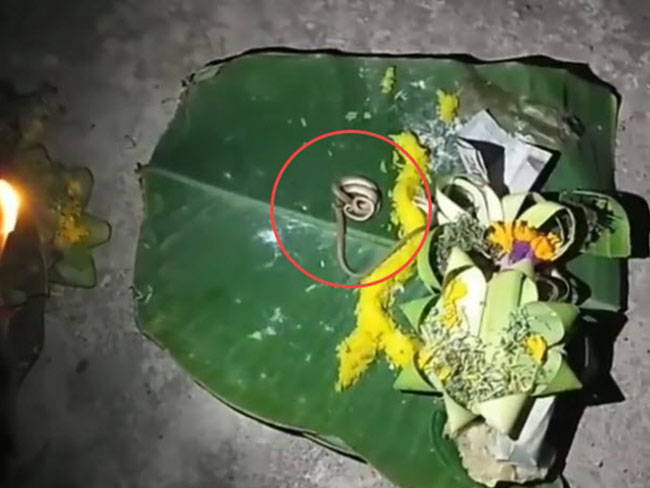  งูสองหัว