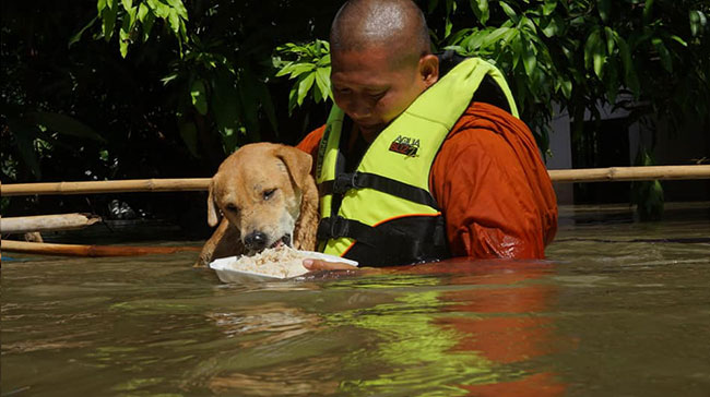 พระช่วยสุนัข