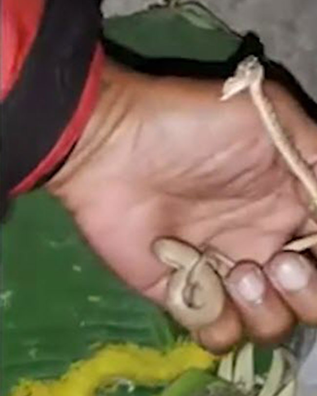  งูสองหัว