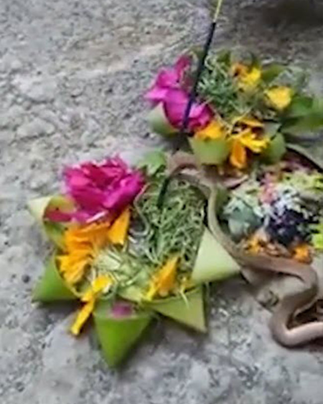  งูสองหัว