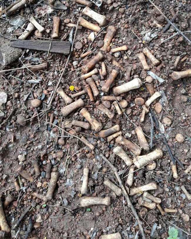 กระดูกคน