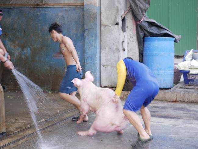 ฆ่าสัตว์