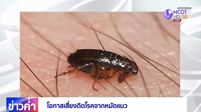 โรคจากหมัดแมว