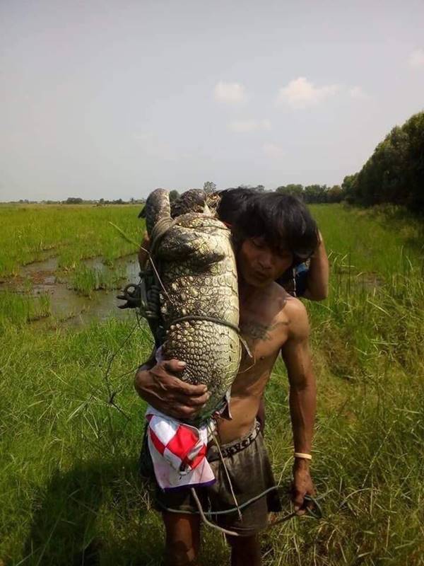 จระเข้หลุด