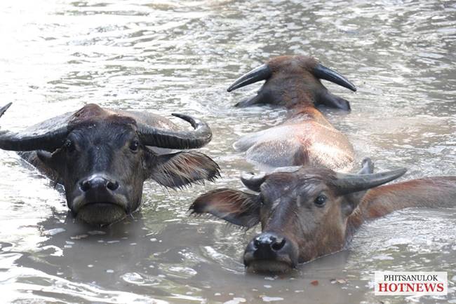 ฝูงควายในโครงการกระบือพระราชทาน 