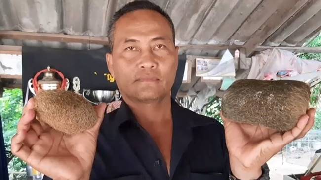 อ้วกหมู