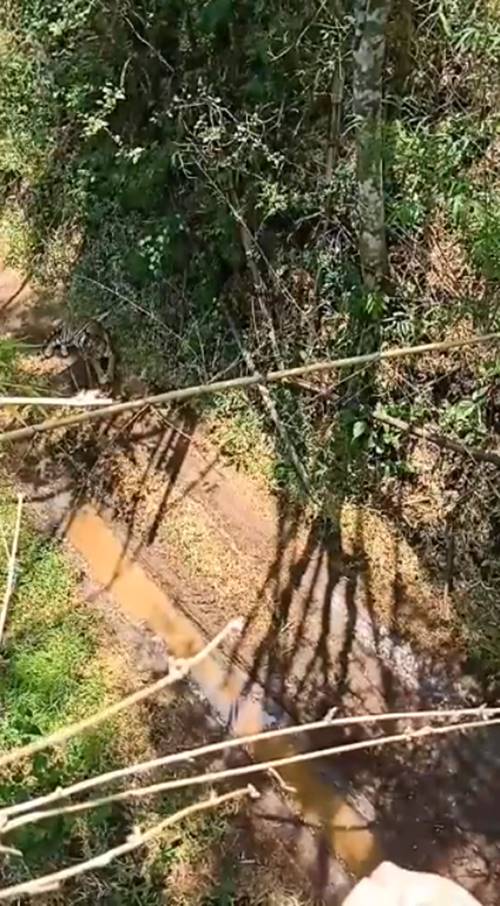 วิธีรับมือ หากเจอ เสือ ในป่า