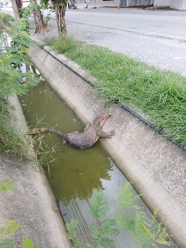 ตัวเงินตัวทอง