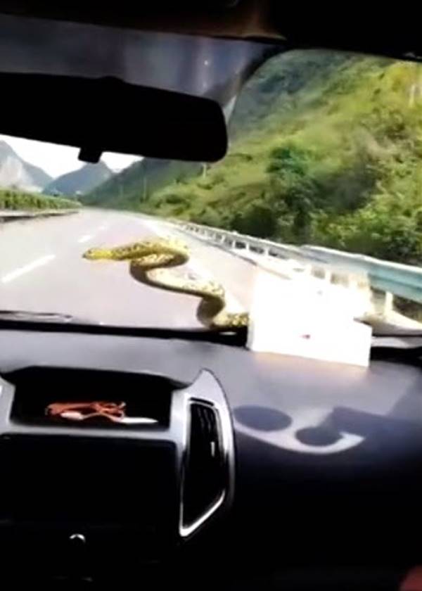 งูอยู่ในรถ