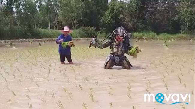 พรีเดเตอร์ โผล่กลางทุ่ง