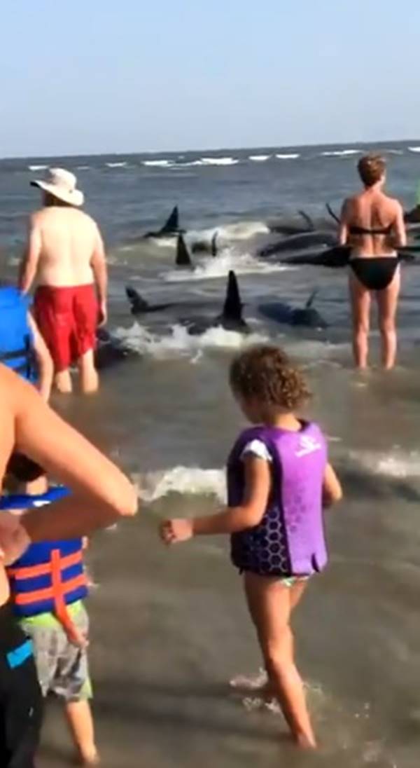 วาฬเกยตื้น