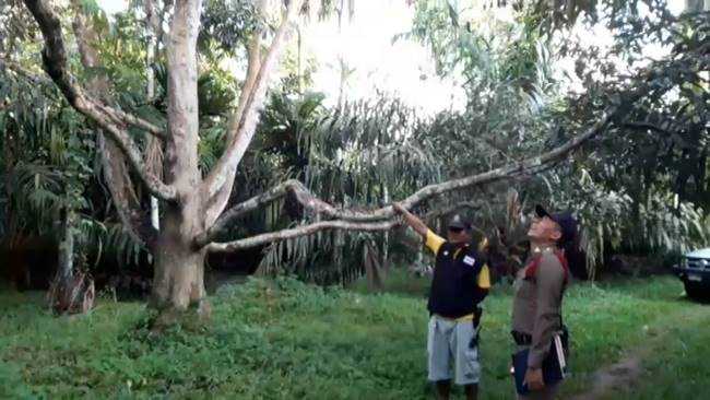 ขโมยทุเรียน