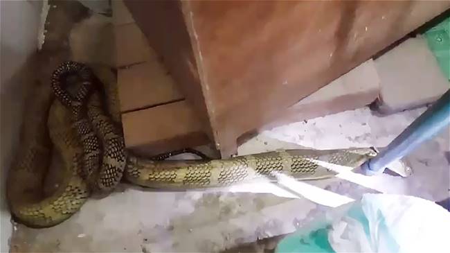 งูจงอาง