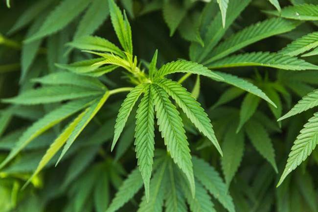 กัญชาเสรี 