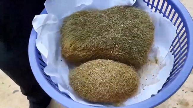 อ้วกหมู