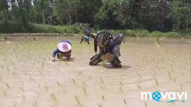 พรีเดเตอร์ โผล่กลางทุ่ง