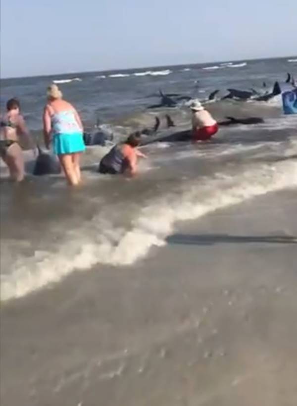 วาฬเกยตื้น