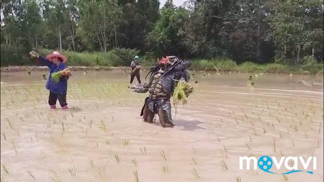 พรีเดเตอร์ โผล่กลางทุ่ง