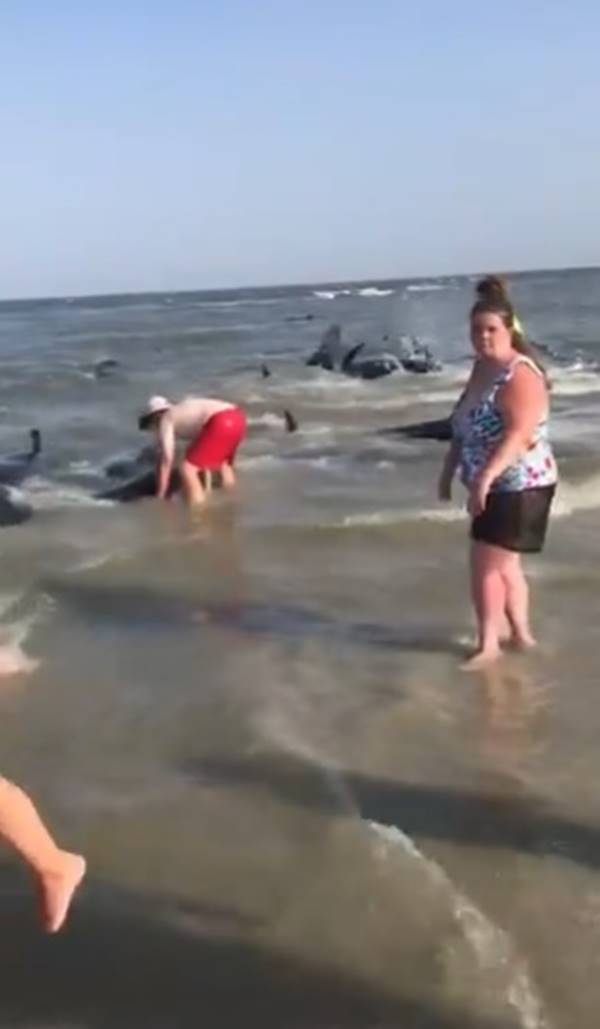 วาฬเกยตื้น