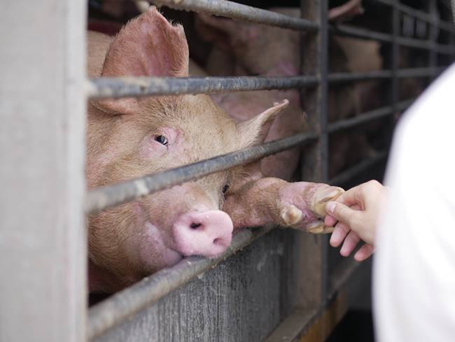 ฆ่าสัตว์