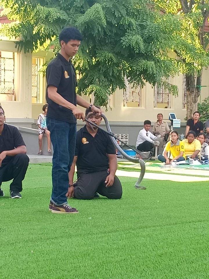 ดราม่าอาสาสมัครจับงู