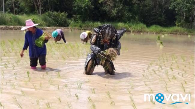 พรีเดเตอร์ โผล่กลางทุ่ง