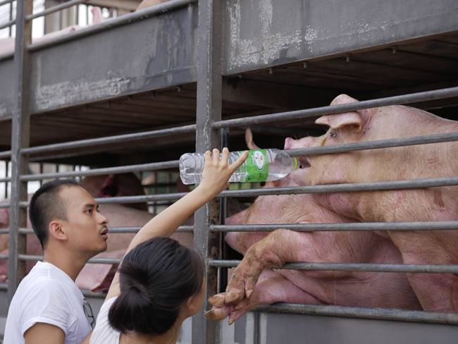 ฆ่าสัตว์