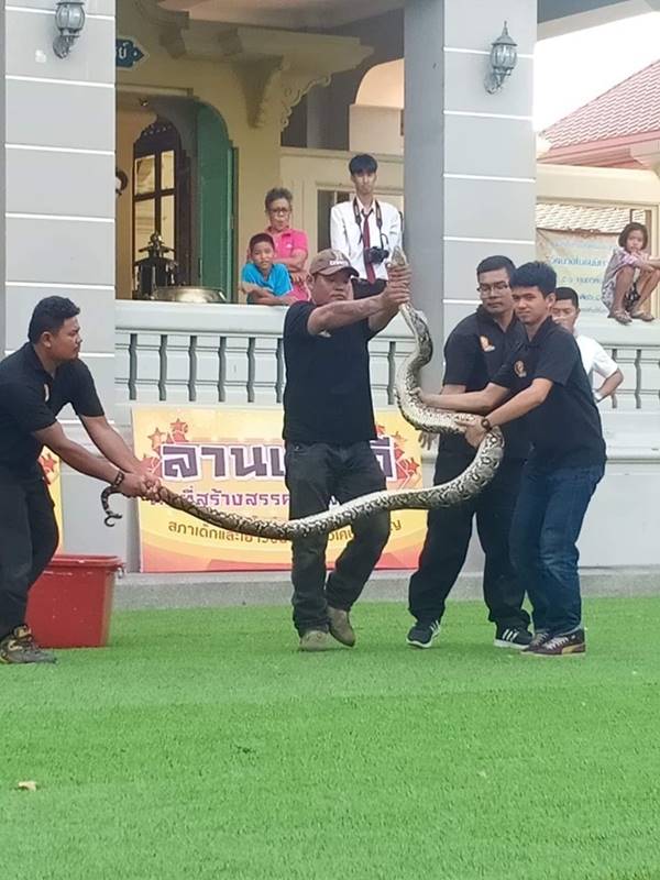 ดราม่าอาสาสมัครจับงู