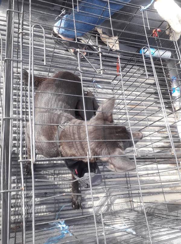 หมาแม่ลูกอ่อนกัด