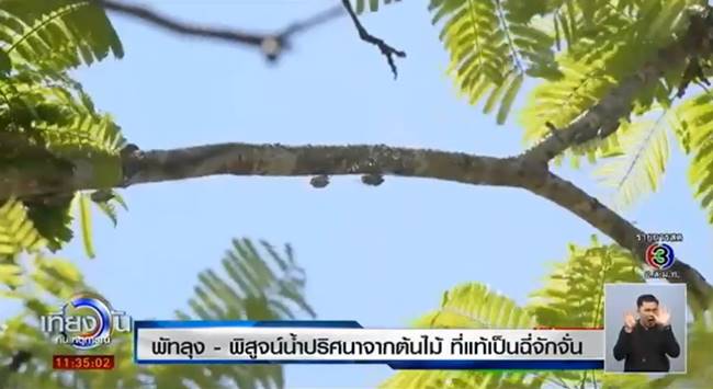 ปริศนาละอองน้ำจากต้นสะตอ 