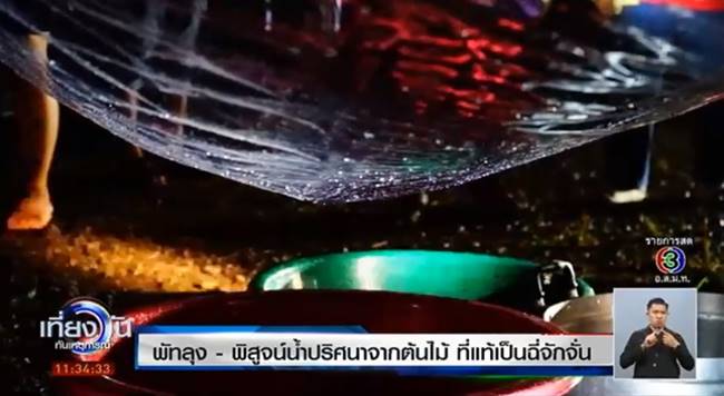 ปริศนาละอองน้ำจากต้นสะตอ 