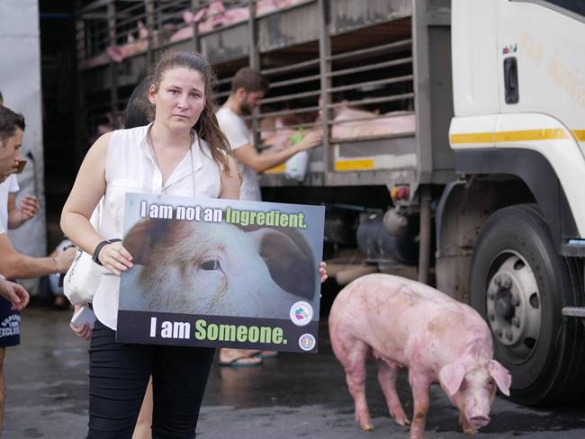 ฆ่าสัตว์