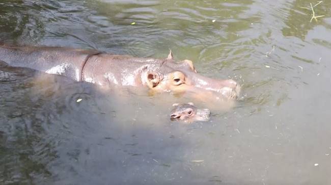 ฮิปโป