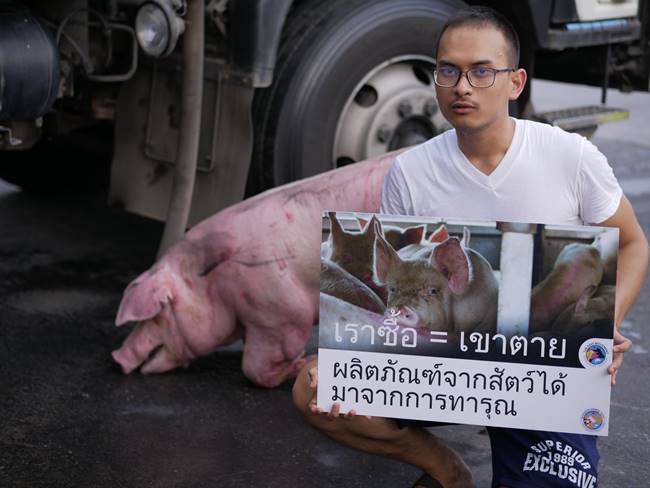 ฆ่าสัตว์