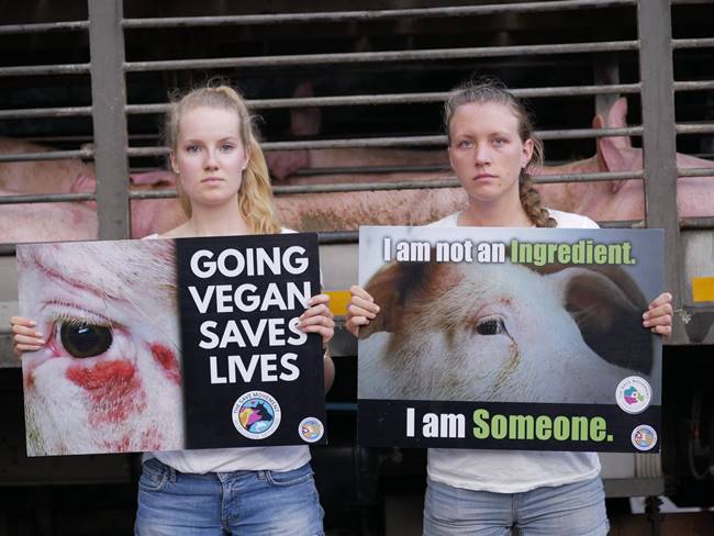 ฆ่าสัตว์