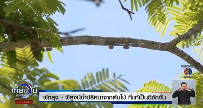 ปริศนาละอองน้ำจากต้นสะตอ 