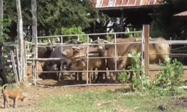 คนร้ายบุกขโมยควายเผือก