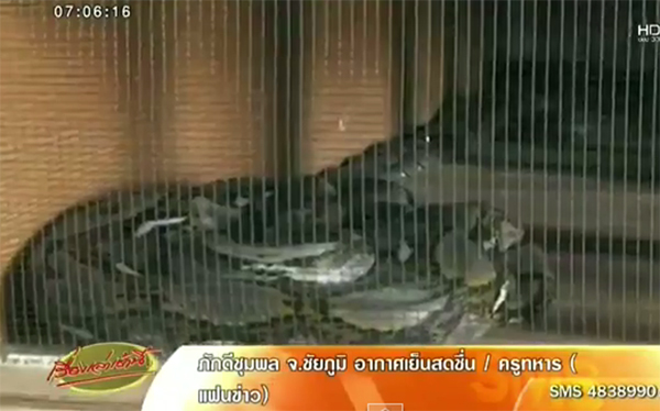 ร้อง คสช. ตรวจฟาร์มเถื่อน เลี้ยงงูเหลือม-งูหลาม เกือบพันตัว !