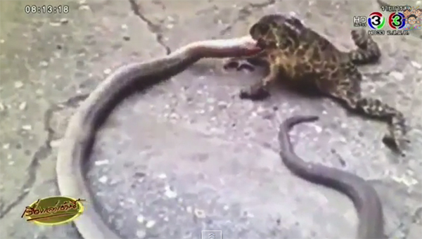  คลิปคางคกกินงู ตื่นตะลึงทั้งโซเชียล อ.เจษฎา ชี้ มันแค่สู้กัน